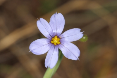 Narrowleaf Blue